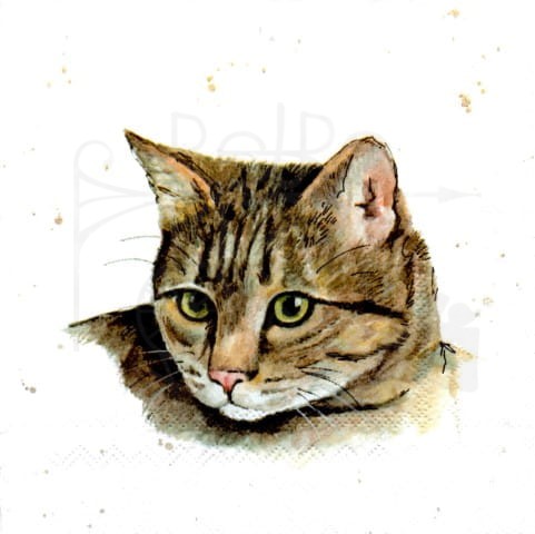 Serwetka 33 x 33 - Kot, kotek