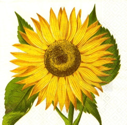 Serwetka 33 x 33 - Słonecznik, sunflower