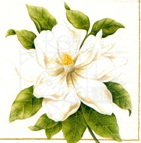 Serwetka 33 x 33 - Magnolia