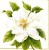 Serwetka 33 x 33 - Magnolia