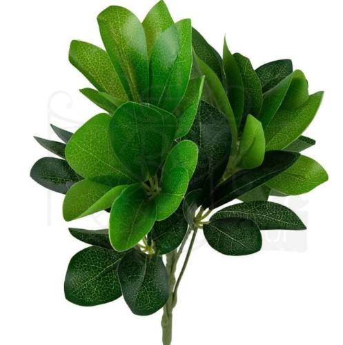 Bukiet zielone liście schefflera