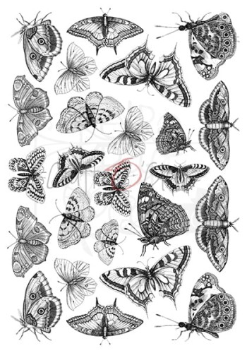 Ozdobne kalki zestaw 21x29,7 cm  Insects CC-MM-ZK-09 Craft O'Clock