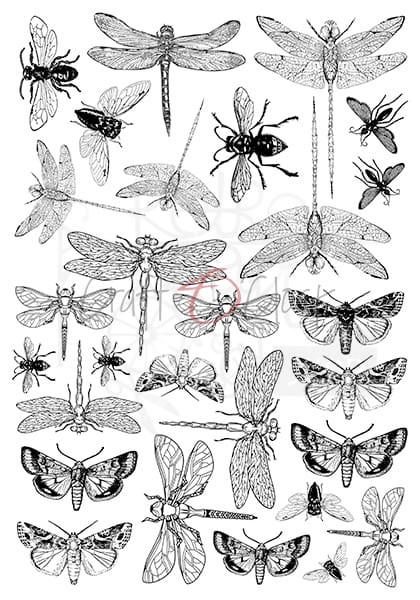 Ozdobne kalki zestaw 21x29,7 cm  Insects CC-MM-ZK-09 Craft O'Clock