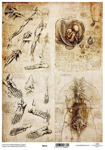 Pergamin do scrapbookingu A4 anatomia szkice rysunki 2 P0124 ITD Collection
