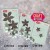 Wykrojnik Mini Poinsettia Mini poinsencja CW199 Craft&amp;You Design