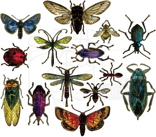 Wykrojnik owady - Entomology by Tim Holtz - Framelits 663068 Tim Holtz