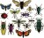Wykrojnik owady - Entomology by Tim Holtz - Framelits 663068 Tim Holtz