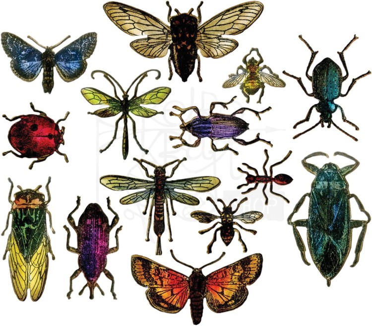 Wykrojnik owady - Entomology by Tim Holtz - Framelits 663068 Tim Holtz