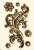 Foremka silikonowa 20x13 Rokoko 3 LBMF083 LaBlanche