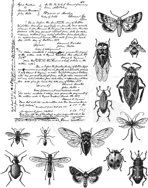Stempel gumowy kauczukowy Entomology CMS328 Tim Holtz Stampers Anonymous