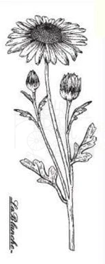 Stempel silikonowy Kwiaty 5 LB2195.1 LaBlanche
