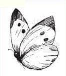 Stempel silikonowy Motyl LB2195.2 LaBlanche