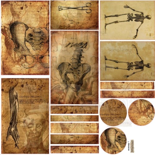 Naklejki do scrapbookingu i art journalingu Anatomy 1 ScrapLove