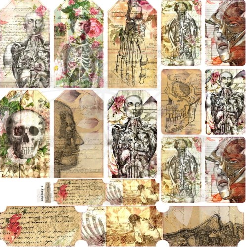 Naklejki do scrapbookingu i art journalingu Anatomy 2 ScrapLove