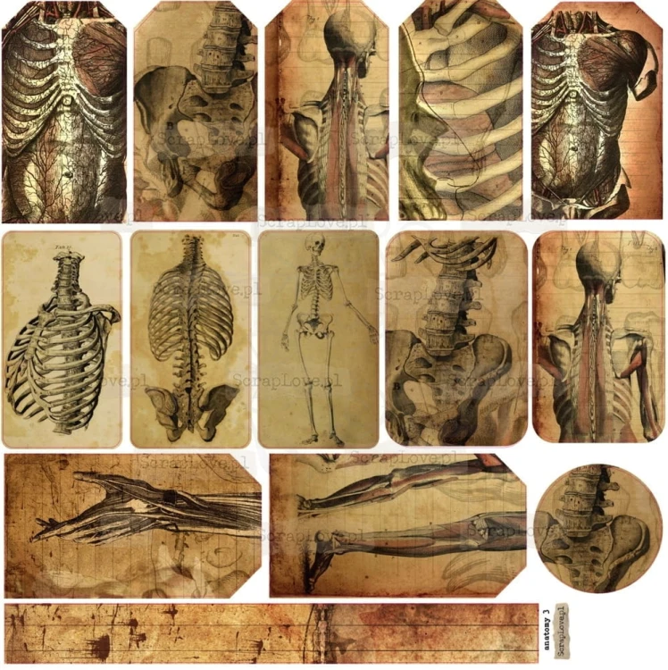 Naklejki do scrapbookingu i art journalingu Anatomy 3 ScrapLove