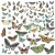 Zestaw Die cuts Vintage Artistry Nature Study Wing Elements 94 elementy NS23183 49 And Market
