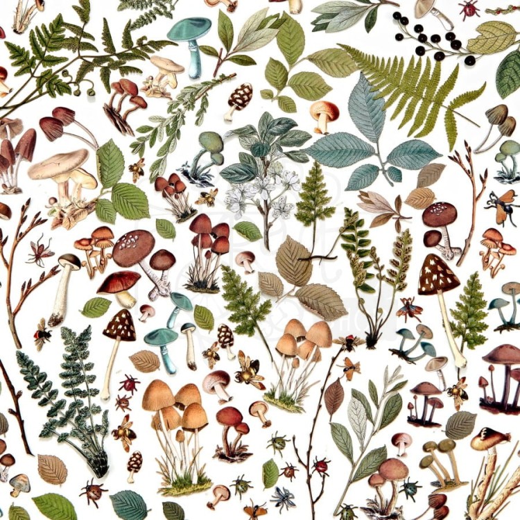Zestaw Die cuts Vintage Artistry Nature Study Mushroom and Foliage Elements 141 elementów NS23190 49 And Market
