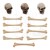 Ozdoby żywiczne czaszki i kości Idea-Ology Skulls &amp; Bones 12szt TH94339 Tim Holtz
