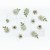 Kwiaty kwiatki papierowe Florets - Celery 12szt 49FMF38978 49 and Market