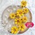 Wykrojnik Clematis Powojnik CW244 Craft&amp;You Design
