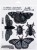 Stempel gumowy kauczukowy Specimen owady CMS410 Tim Holtz Stampers Anonymous