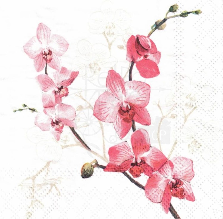 Serwetka 25x25 - Orchidea