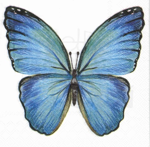 Serwetka 33x33 - Niebieski duży motyl