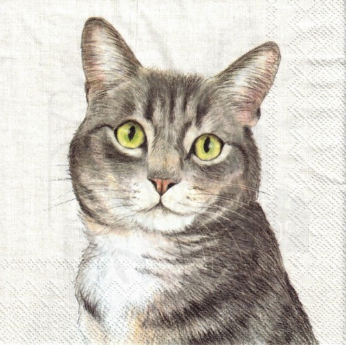 Serwetka 33x33 - Kot