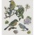 Foremka silikonowa 20x13 Ptaki - Birds LBMF101 LaBlanche