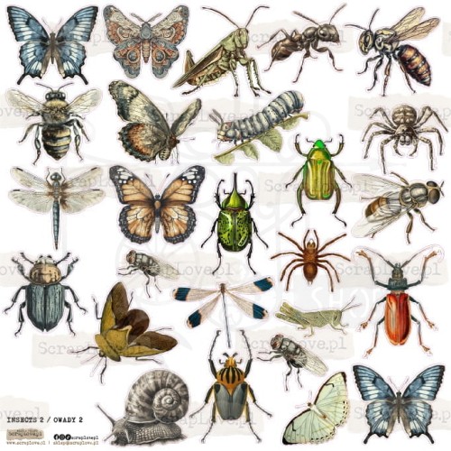 Naklejki do scrapbookingu i art journalingu Insects 2 Owady 2 ScrapLove