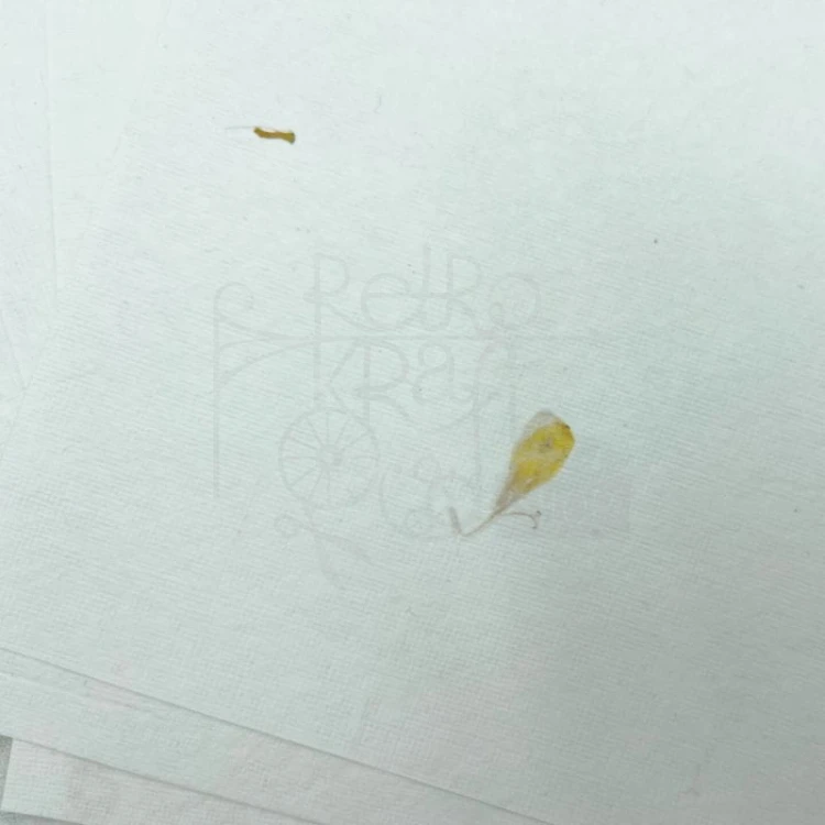 Papier czerpany A4 biały ze słonecznikiem 150