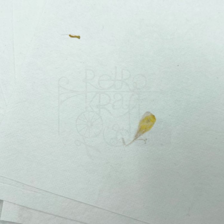 Papier czerpany A4 biały ze słonecznikiem 300g