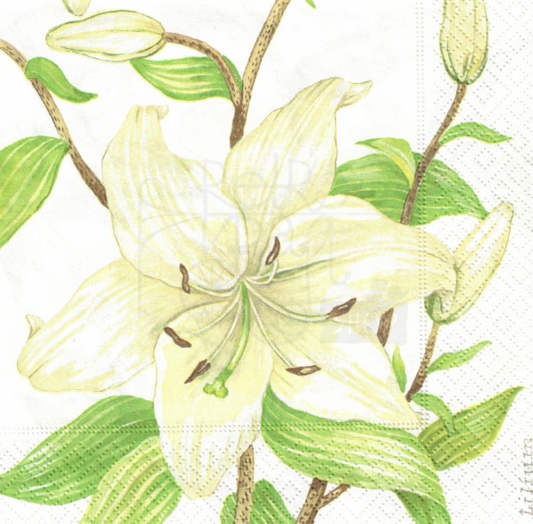 Serwetka 33x33 - Biała lilia