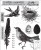 Stempel gumowy kauczukowy Bird Feather CMS 180 Tim Holtz Stampers Anonymous