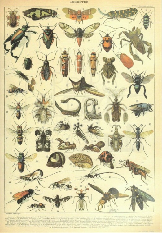 Zestaw papierów do art journalingu 14x20 Zoology 1 ptaki owady jaja retro