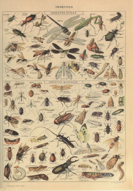 Zestaw papierów do art journalingu 14x20 Zoology 1 ptaki owady jaja retro