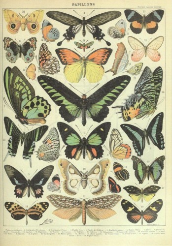 Zestaw papierów do art journalingu 14x20 Zoology 1 ptaki owady jaja retro