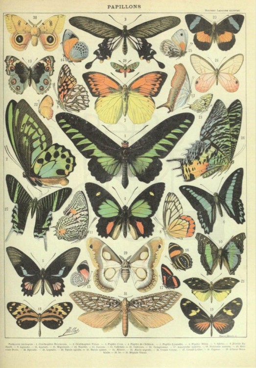 Zestaw papierów do art journalingu 14x20 Zoology 1 ptaki owady jaja retro