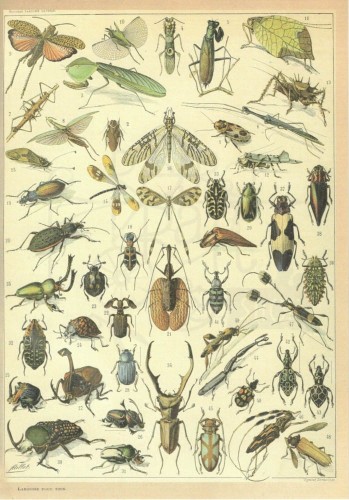 Zestaw papierów do art journalingu 14x20 Zoology 1 ptaki owady jaja retro