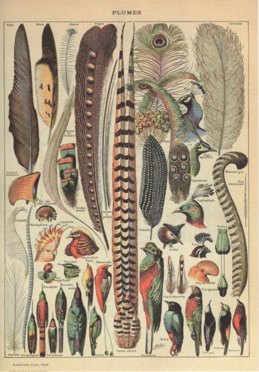 Zestaw papierów do art journalingu 14x20 Zoology 1 ptaki owady jaja retro
