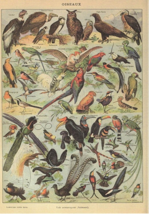 Zestaw papierów do art journalingu 14x20 Zoology 1 ptaki owady jaja retro