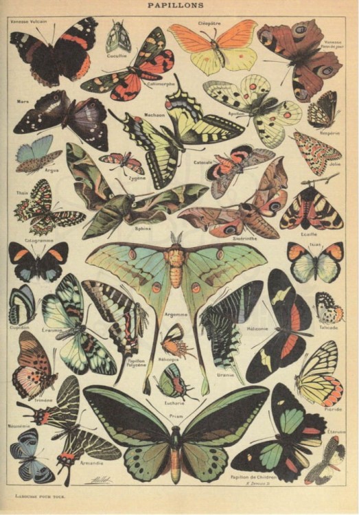 Zestaw papierów do art journalingu 14x20 Zoology 1 ptaki owady jaja retro
