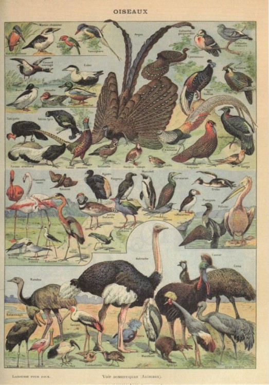 Zestaw papierów do art journalingu 14x20 Zoology 1 ptaki owady jaja retro