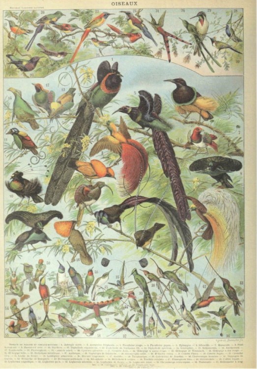 Zestaw papierów do art journalingu 14x20 Zoology 1 ptaki owady jaja retro