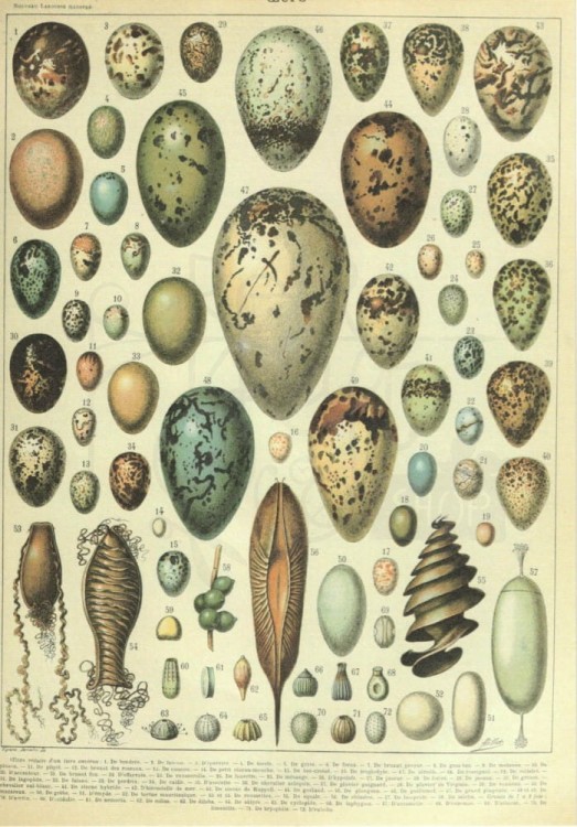 Zestaw papierów do art journalingu 14x20 Zoology 1 ptaki owady jaja retro