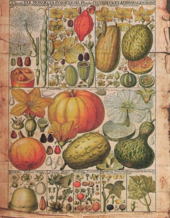 Zestaw papierów do art journalingu 14x18 Botanical 2 owoce warzywa grzyby retro