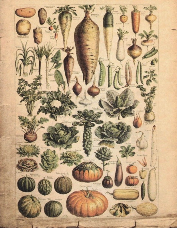 Zestaw papierów do art journalingu 14x18 Botanical 2 owoce warzywa grzyby retro