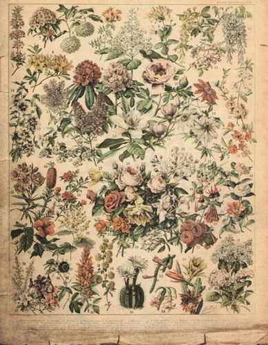 Zestaw papierów do art journalingu 14x18 Botanical 2 owoce warzywa grzyby retro