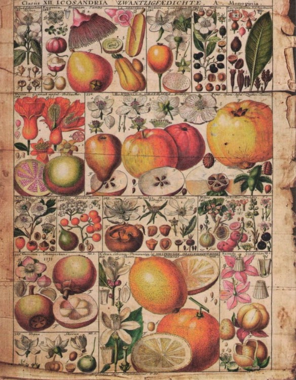 Zestaw papierów do art journalingu 14x18 Botanical 2 owoce warzywa grzyby retro