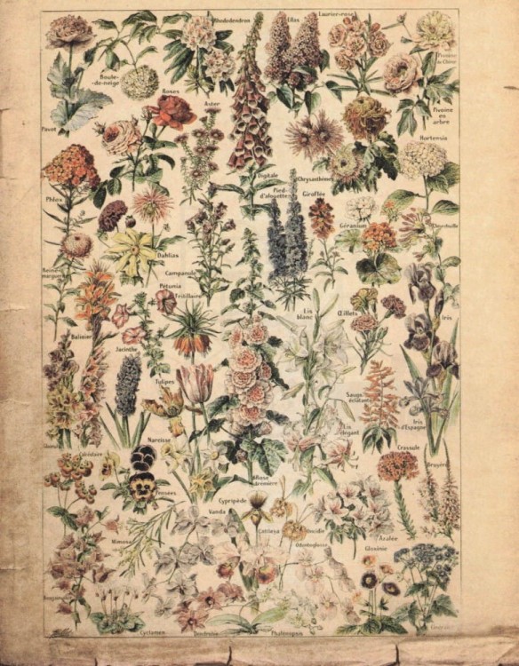 Zestaw papierów do art journalingu 14x18 Botanical 2 owoce warzywa grzyby retro